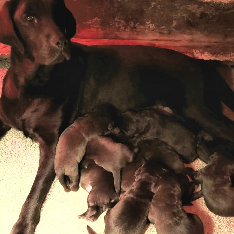 Labrador Retriever puppy for sale + 59605