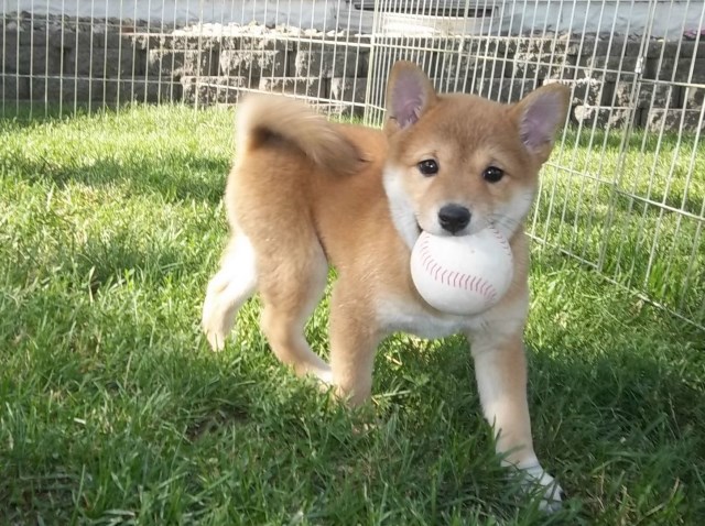 Shiba Inu Puppy Dog For Sale In Largo Florida