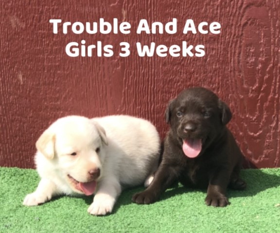 AKC Labrador Puppies 3/4 American 1/4 English