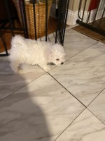 BICHON FRISE PUPPIES HERE Bichon Frise for sale/adoption