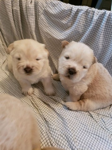Pure bread, AKC registered Chow Chow puppies
