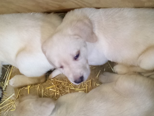 AKC Registered Labrador in Willow Hill