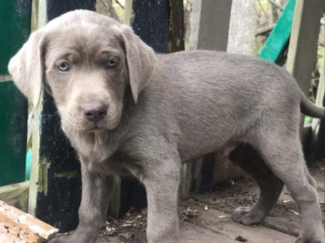 Labrador Retriever puppy for sale + 63077