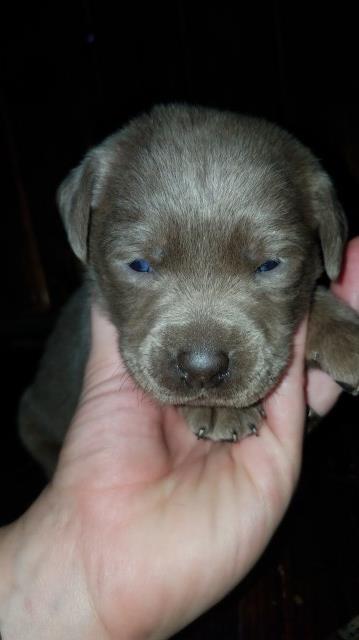 Silver male puppy