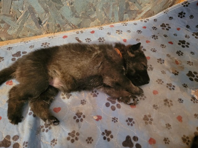 German Shepherd Dog puppy for sale + 66856