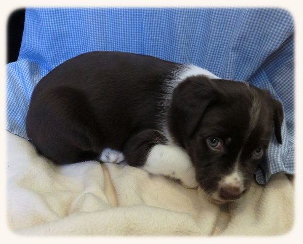 Border Collie puppy for sale + 48736