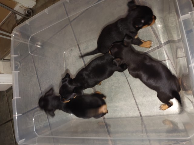 Miniature Pinscher puppy for sale + 62144