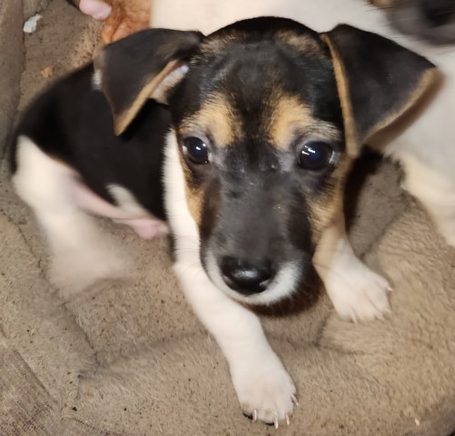 Jack Russell Terrier puppy for sale + 64205
