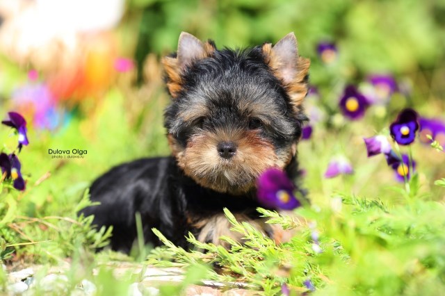 Yorkshire Terrier puppy for sale + 58635
