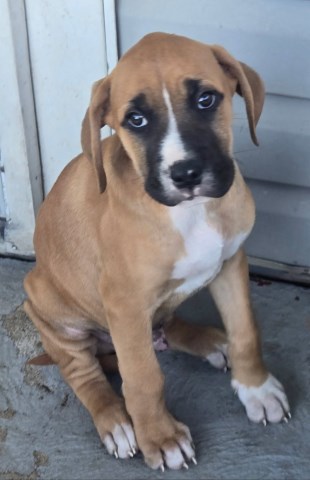 Mastiff puppy for sale + 66750