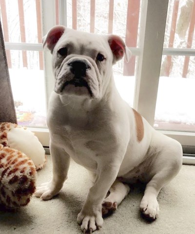 English Bulldog puppy for sale + 51885