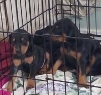 Doberman puppies Doberman Pinscher for sale/adoption