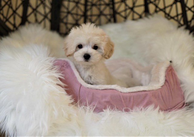 Maltipoo puppy for sale + 60186