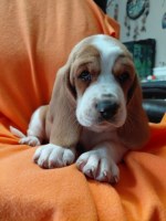 AKC BASSET HOUND Female Puppies in North Carolina Basset Hound for sale/adoption