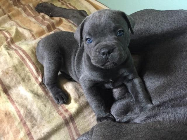Cane Corso puppy dog for sale in Albany, New York