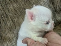 Priscilla  LC Apple Head Female Chihuahua Chihuahua for sale/adoption