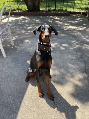 Doberman Pinscher