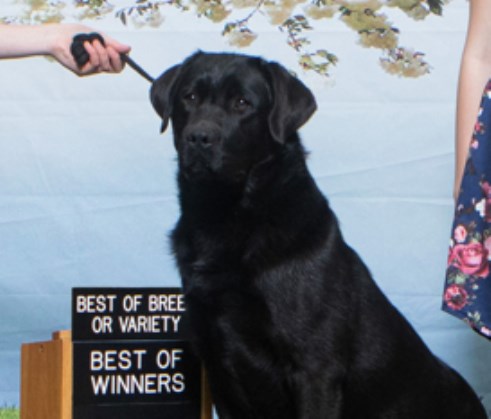 Labrador Retriever puppy for sale + 66466