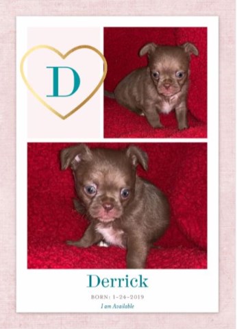 Teacup Shi Chi Teddy Bear Puppies Ready Now