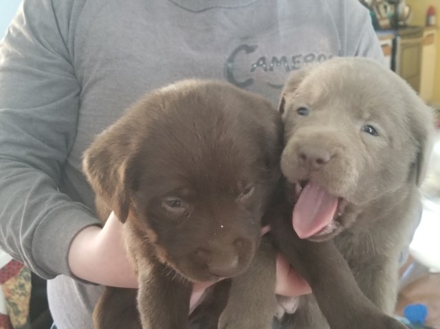 AKC silver lab puppies