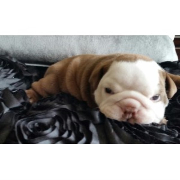 English Bulldog Puppy- Choc Seal (rosco)