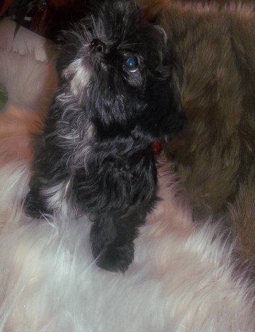 Imperial Shih Tzu Puppy AKC