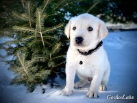 AKC LAB PUPPIES Labrador Retriever for sale/adoption