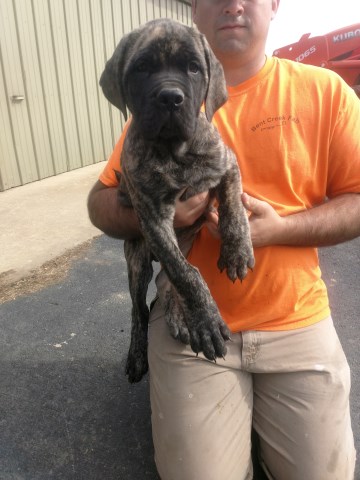 Mastiff puppy for sale + 54336