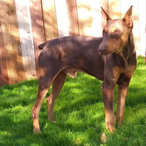 Doberman Pinscher puppy for sale + 58091