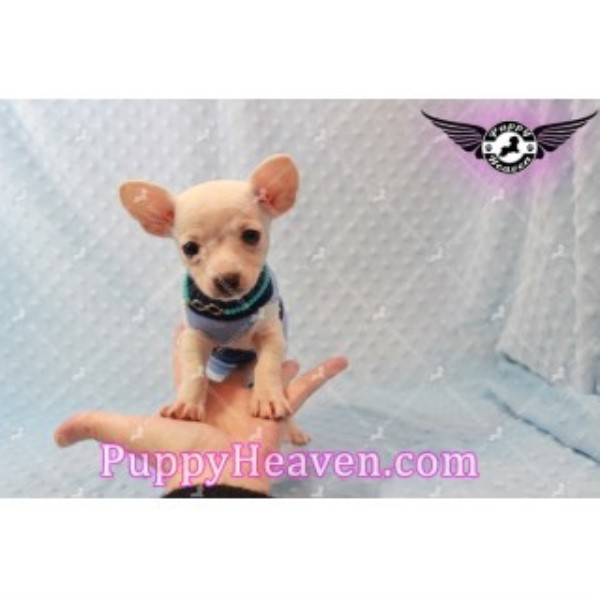 Chihuahua puppy for sale + 45233