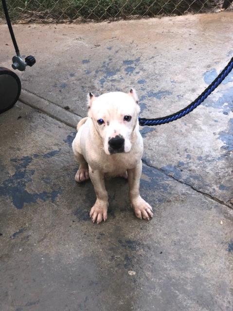 Adorable Pitt Bull Puppy for Sale