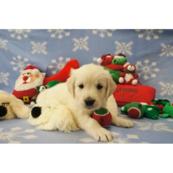 Golden Retriever puppy for sale + 46841