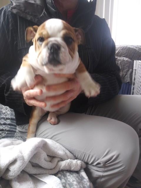 English Bulldog puppy tricolor pure breed