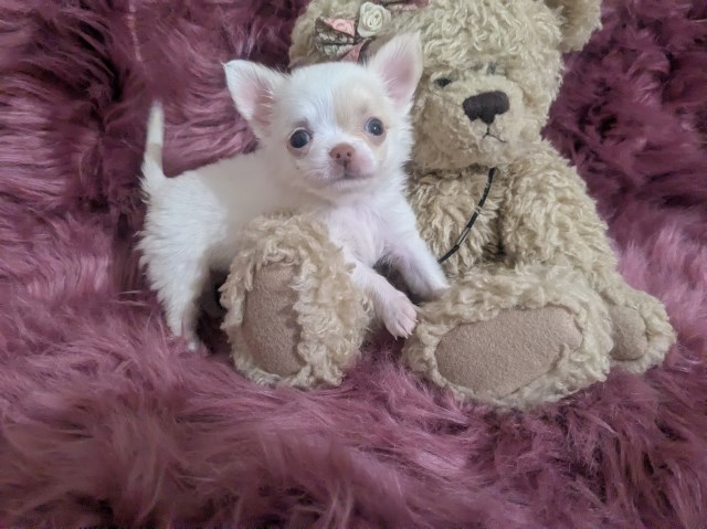 Chihuahua puppy for sale + 67230