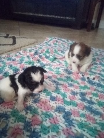 Jack Russell Terrier Puppy Dog For Sale In Valrico Florida