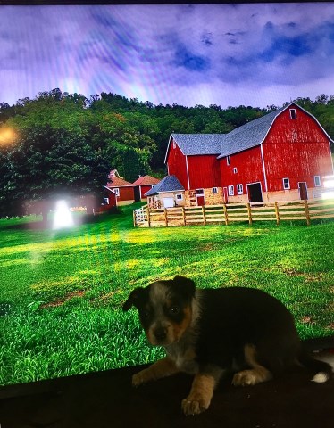 friend farm dog