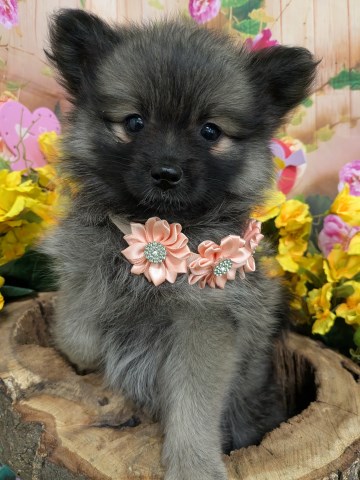 Chicago Toy Pomeranian Females/ Male.