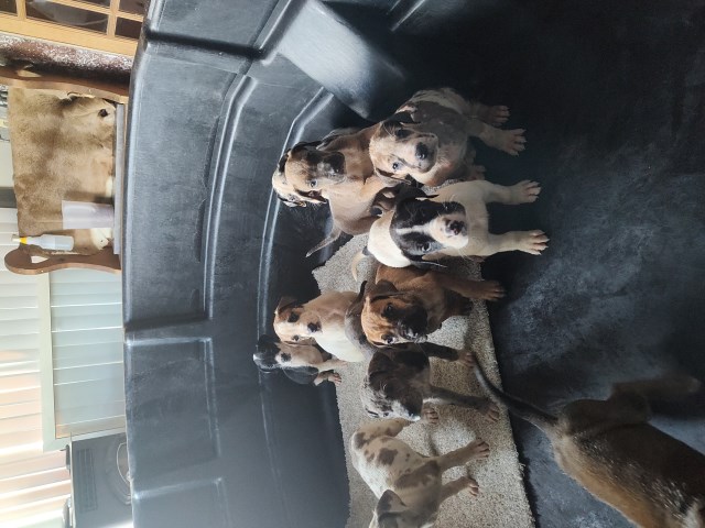 Great Dane puppy for sale + 65219