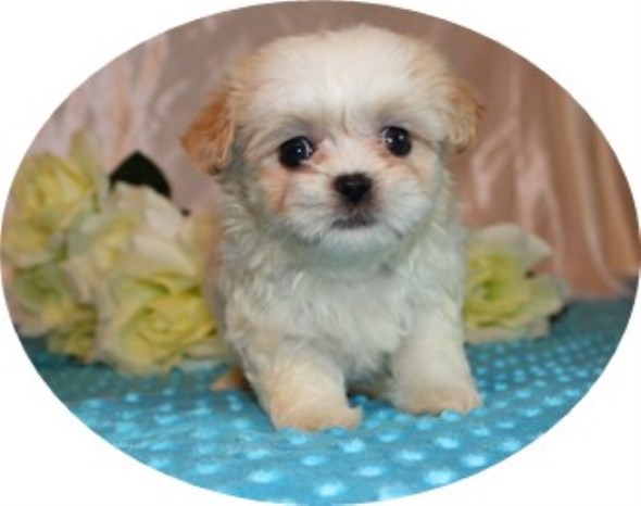 Mi Ki puppy for sale + 53058