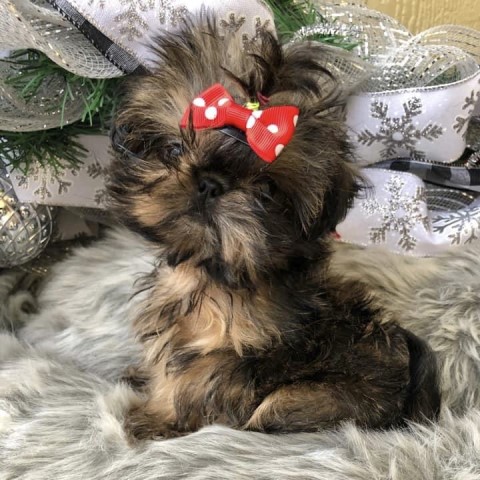 AKC Imperial Shih Tzu Puppies