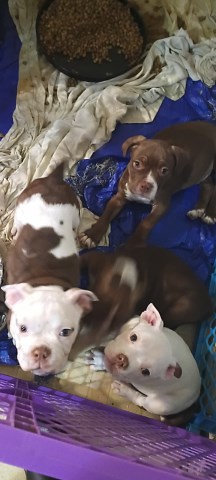 ABKC registered American Bully Puppies