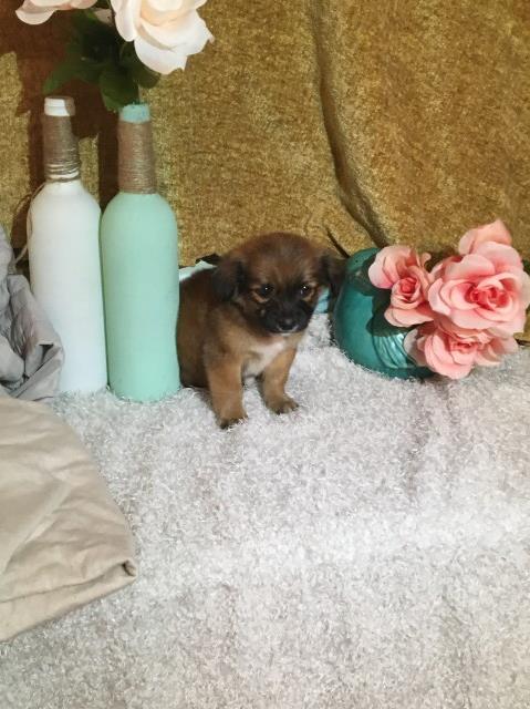 Morkie puppy for sale + 60719