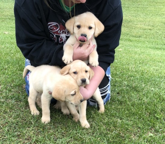 Canadian Pointing Yellow Labrador