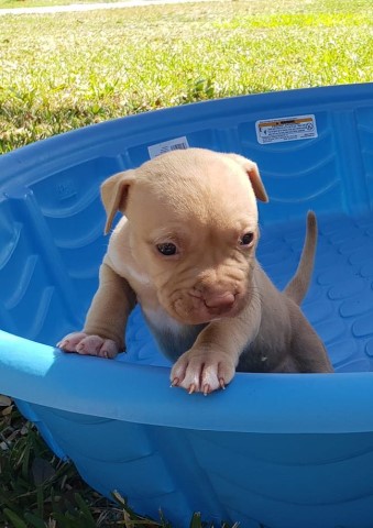 American Pit Bull Terrier puppy for sale + 63798