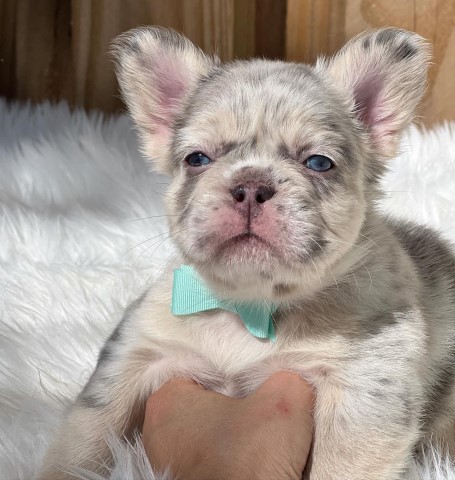 French Bulldog puppy for sale + 65966