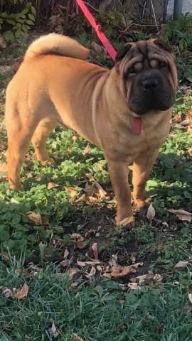 Chinese Shar Pei puppy for sale + 61245
