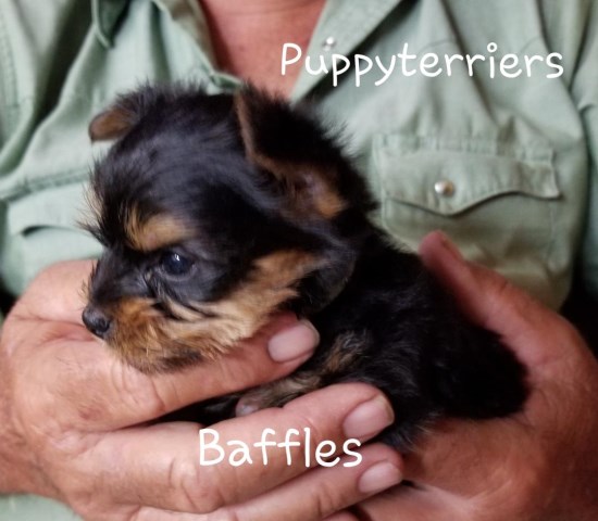 Yorkshire Terrier puppy for sale + 53756