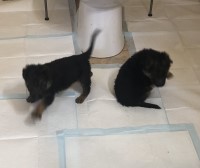 AKC German Shepherd litter German Shepherd Dog for sale/adoption