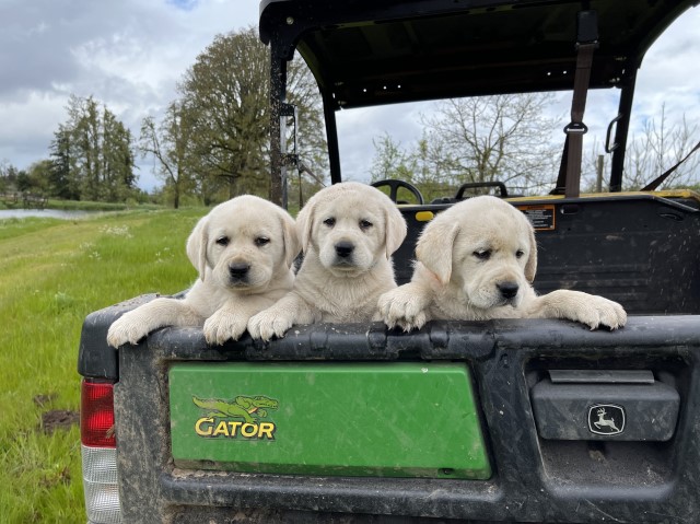 Labrador Retriever puppy for sale + 63374