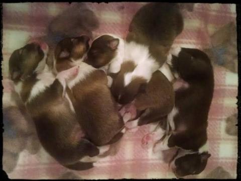 Shelties Available at This Time